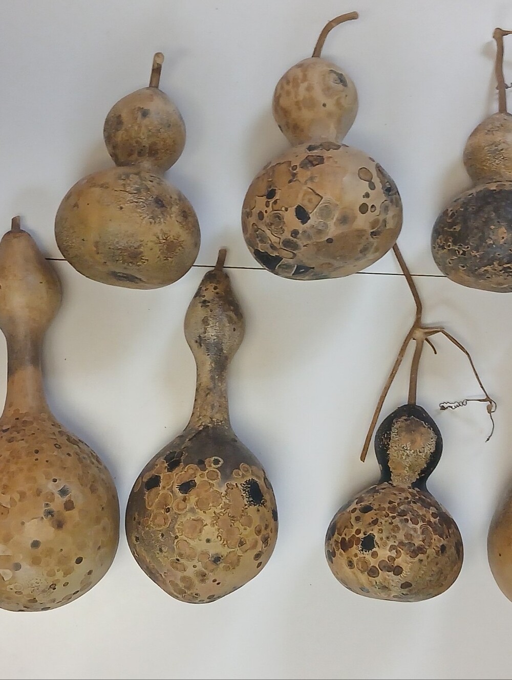Decorative Natural Dried Gourds - Beige and Brown Home Art - Picture 9 of 10
